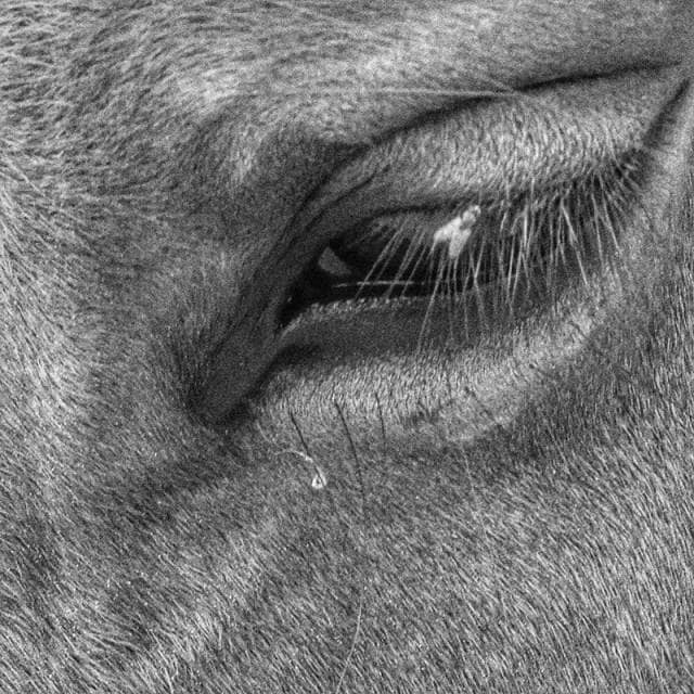 tear